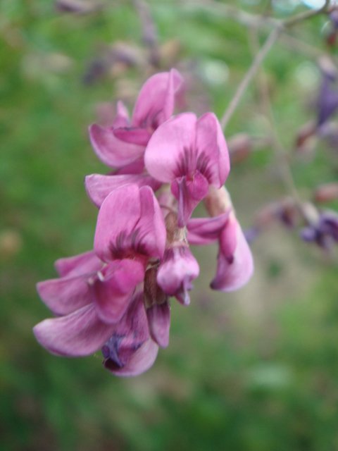 Lespedeza thunbergii fleur